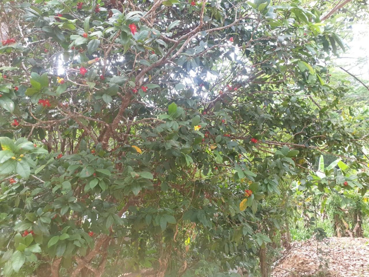 Dillenia Canopy Mirissa Exterior foto